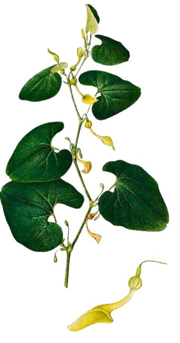 Aristoloche clématite